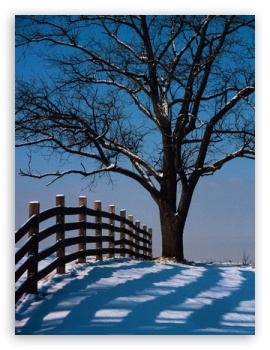 Tree Winter UltraHD Wallpaper for Mobile 3:5 3:4 ;