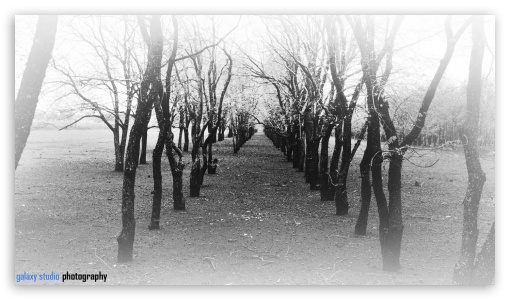 Trees UltraHD Wallpaper for HD 16:9 ;