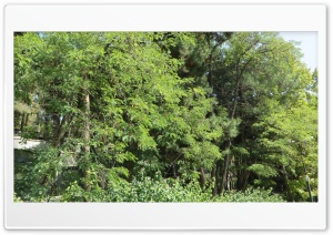 trees 4K UHD Wallpaper for Widescreen and UltraWide Desktop, UltraHD TV, Smartphone, Tablet