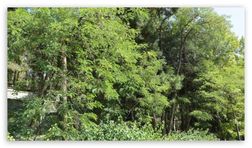 trees UltraHD Wallpaper for UHD 16:9 ; HD 16:9 ;