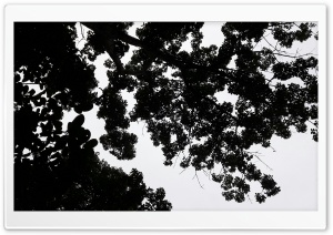 Trees 4K UHD Wallpaper for Widescreen and UltraWide Desktop, UltraHD TV, Smartphone, Tablet