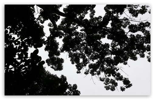 Trees UltraHD Wallpaper for HD 16:9 ; Widescreen 16:10 5:3 ;