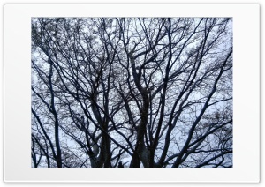 trees 4K UHD Wallpaper for Widescreen and UltraWide Desktop, UltraHD TV, Smartphone, Tablet