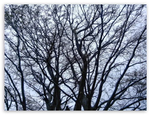 trees UltraHD Wallpaper for Fullscreen 4:3 ;