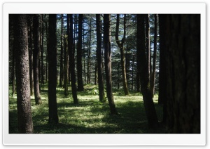 Trees Ultra HD Wallpaper for 4K UHD Widescreen desktop, tablet & smartphone