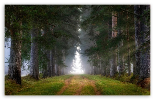 Trees Aligned Along the Pathway UltraHD Wallpaper for HD 16:9 ; UltraWide 21:9 24:10 ; Widescreen 16:10 5:3 ; Fullscreen 4:3 5:4 3:2 ; Tablet 1:1 ; Mobile 9:16 9:19.5 9:20 10:16 2:3 3:5 3:4 ;