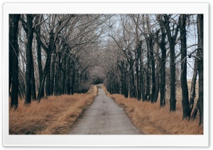 Trees Along a Country Road Ultra HD Wallpaper for 4K UHD Widescreen desktop, tablet & smartphone