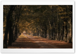 Trees Along the Road, Autumn Ultra HD Wallpaper for 4K UHD Widescreen desktop, tablet & smartphone