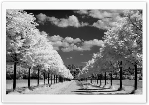 Trees Along The Road Black And White Ultra HD Wallpaper for 4K UHD Widescreen desktop, tablet & smartphone