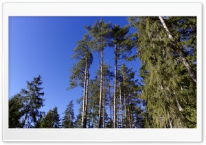 Trees and Blue Sky Ultra HD Wallpaper for 4K UHD Widescreen desktop, tablet & smartphone