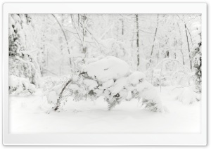 Trees Bending Under the Weight of Snow Ultra HD Wallpaper for 4K UHD Widescreen desktop, tablet & smartphone