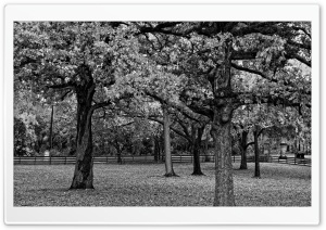 Trees Black And White Ultra HD Wallpaper for 4K UHD Widescreen desktop, tablet & smartphone