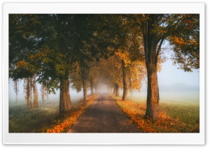 Trees by the Road, Mist, Fall Ultra HD Wallpaper for 4K UHD Widescreen Desktop, Lockscreen, Screensaver, TV, Tablet, Smartphone