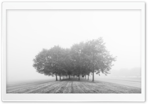 Trees, Fog, Black and White Photography Ultra HD Wallpaper for 4K UHD Widescreen desktop, tablet & smartphone
