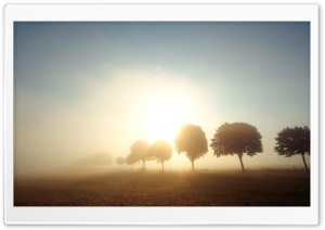 Trees In Morning Mist Ultra HD Wallpaper for 4K UHD Widescreen desktop, tablet & smartphone