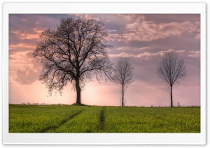 Trees In Open Field Ultra HD Wallpaper for 4K UHD Widescreen desktop, tablet & smartphone
