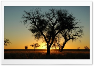 Trees In Open Field, Sunset Ultra HD Wallpaper for 4K UHD Widescreen desktop, tablet & smartphone