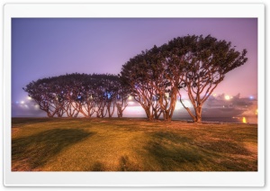 Trees In San Diego Ultra HD Wallpaper for 4K UHD Widescreen desktop, tablet & smartphone