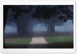 Trees In The Misty Ultra HD Wallpaper for 4K UHD Widescreen desktop, tablet & smartphone