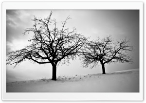Trees In Winter Ultra HD Wallpaper for 4K UHD Widescreen desktop, tablet & smartphone
