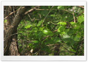Trees Leaves Ultra HD Wallpaper for 4K UHD Widescreen desktop, tablet & smartphone
