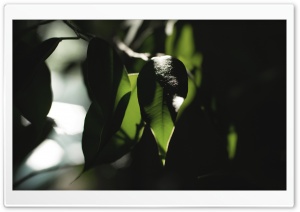 Trees Leaves Lights Ultra HD Wallpaper for 4K UHD Widescreen desktop, tablet & smartphone