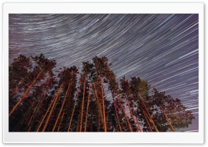 Trees, Night, Star Trail Ultra HD Wallpaper for 4K UHD Widescreen desktop, tablet & smartphone