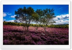 Trees, Purple Flowers, Landscape, Nature, Blue Sky Ultra HD Wallpaper for 4K UHD Widescreen desktop, tablet & smartphone