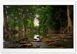Trees Roots Near River Ultra HD Wallpaper for 4K UHD Widescreen desktop, tablet & smartphone