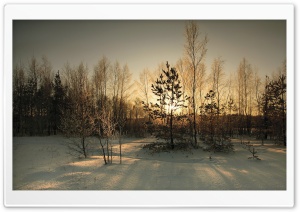 Trees Shadow Winter Ultra HD Wallpaper for 4K UHD Widescreen desktop, tablet & smartphone