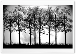 Trees Silhouette Ultra HD Wallpaper for 4K UHD Widescreen desktop, tablet & smartphone