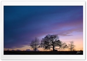 Trees Silhouette Sunset Ultra HD Wallpaper for 4K UHD Widescreen desktop, tablet & smartphone