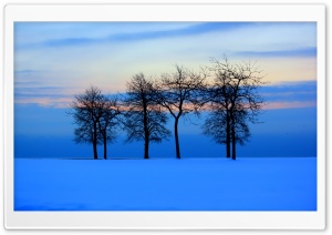 Trees Skyline Ultra HD Wallpaper for 4K UHD Widescreen desktop, tablet & smartphone