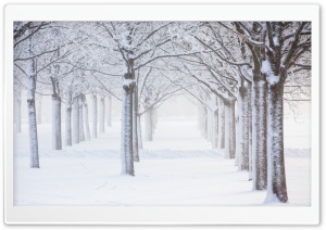 Trees, Snow, Winter Ultra HD Wallpaper for 4K UHD Widescreen desktop, tablet & smartphone