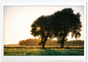 Trees, Summer, Sun, Field, Nature Photography Ultra HD Wallpaper for 4K UHD Widescreen desktop, tablet & smartphone