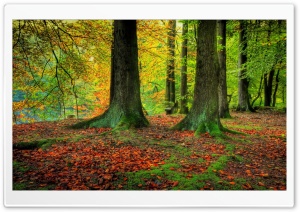 Trees Trunks, Autumn Ultra HD Wallpaper for 4K UHD Widescreen desktop, tablet & smartphone