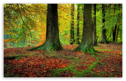 Trees Trunks, Autumn Ultra HD Desktop Background Wallpaper for 4K UHD ...