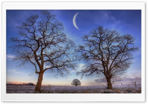 Trees Under New Moon, Winter Ultra HD Wallpaper for 4K UHD Widescreen desktop, tablet & smartphone