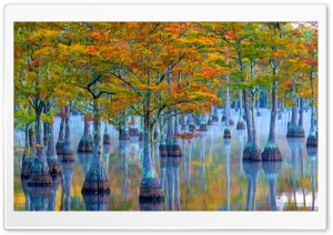 Trees, Wetland, Wildlife, Sanctuary 4K UHD Wallpaper for Widescreen and UltraWide Desktop, UltraHD TV, Smartphone, Tablet