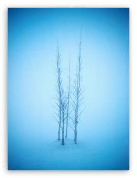 Trees Winter UltraHD Wallpaper for Mobile 3:5 3:4 ;
