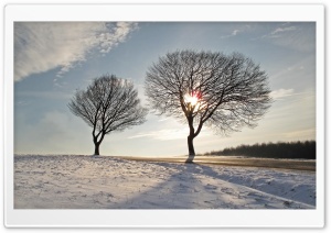 Trees, Winter Ultra HD Wallpaper for 4K UHD Widescreen desktop, tablet & smartphone