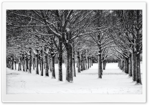 Trees, Winter, Black and White Ultra HD Wallpaper for 4K UHD Widescreen desktop, tablet & smartphone
