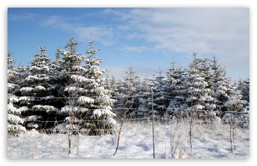 Trees with snow in the Winter UltraHD Wallpaper for 8K UHD TV 16:9 Ultra High Definition 2160p 1440p 1080p 900p 720p ; Widescreen 16:10 5:3 WHXGA WQXGA WUXGA WXGA WGA ; Fullscreen 3:2 DVGA HVGA HQVGA ( Apple PowerBook G4 iPhone 4 3G 3GS iPod Touch ) ;