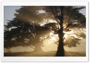 Trees With Sunlight Ultra HD Wallpaper for 4K UHD Widescreen desktop, tablet & smartphone