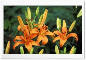 Trio Of Hybrid Daylilies 4K UHD Wallpaper for Widescreen and UltraWide Desktop, UltraHD TV, Smartphone, Tablet