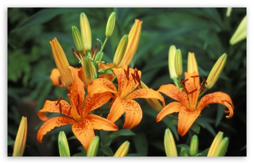 Trio Of Hybrid Daylilies UltraHD Wallpaper for Widescreen 16:10 5:3 ; Fullscreen 4:3 5:4 3:2 ;