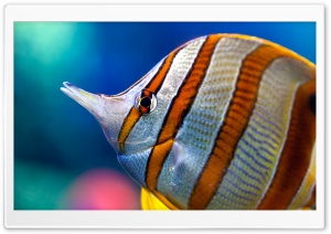 Tropical Fish Ultra HD Wallpaper for 4K UHD Widescreen desktop, tablet & smartphone