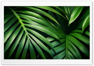 Tropical Green Foliage Plants Ultra HD Wallpaper for 4K UHD Widescreen Desktop, Lockscreen, Screensaver, TV, Tablet, Smartphone