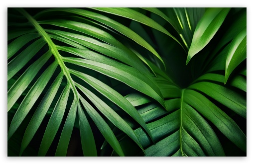 Tropical Green Foliage Plants UltraHD Wallpaper for UHD 16:9 2160p 1440p 1080p 900p 720p ; 8K UHD TV 16:9 Ultra High Definition 2160p 1440p 1080p 900p 720p ; UltraWide 21:9 24:10 ; Widescreen 16:10 5:3 WHXGA WQXGA WUXGA WXGA WGA ; Fullscreen 4:3 5:4 3:2 UXGA XGA SVGA QSXGA SXGA DVGA HVGA HQVGA ( Apple PowerBook G4 iPhone 4 3G 3GS iPod Touch ) ; Tablet 1:1 ;