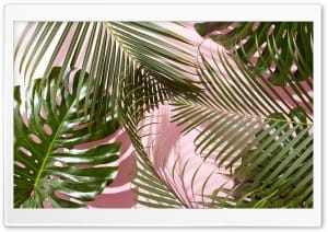 Tropical Green Monstera and Palm Leaves 4K UHD Wallpaper for Widescreen and UltraWide Desktop, UltraHD TV, Smartphone, Tablet